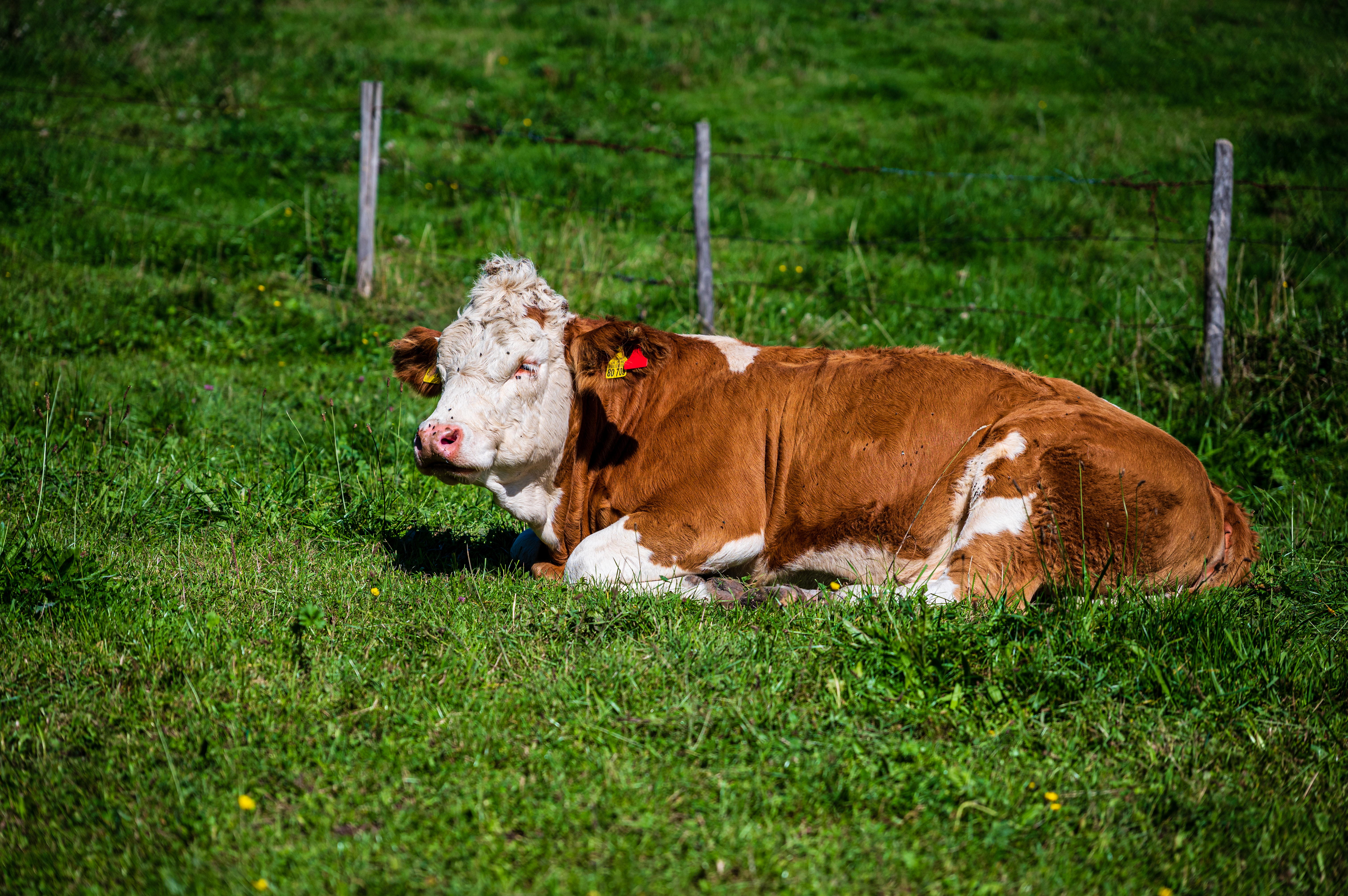 Wanderung Aidlinger Höhe